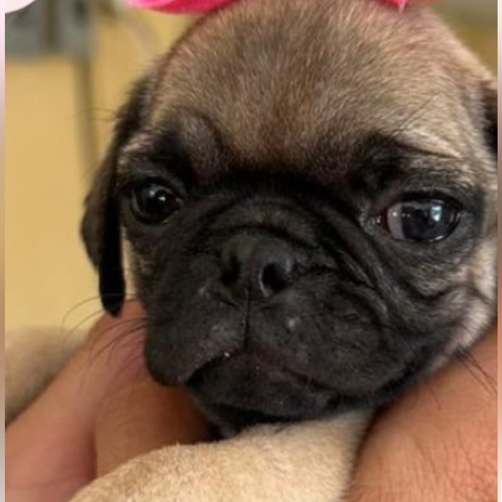 Meet your Posher, Gabs!